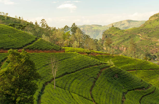istock Tea green field in Sri Lanka, mountain landscape view 1444681789