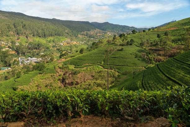 istock Tea fields green landscape, Sri Lanka 1444682389