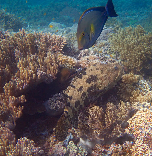 Mansuar island, Raja Ampat, West Papoua, Indonesia