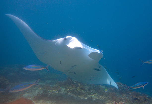 istock Manta ray swimming 1444684641
