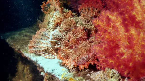 Bearded Scorpionfish (Scorpaenopsis barbatus) Camouflaged with Soft Coral (Dendronephthya hemprichi) sits on edge of SS Thistlegorm wreck.