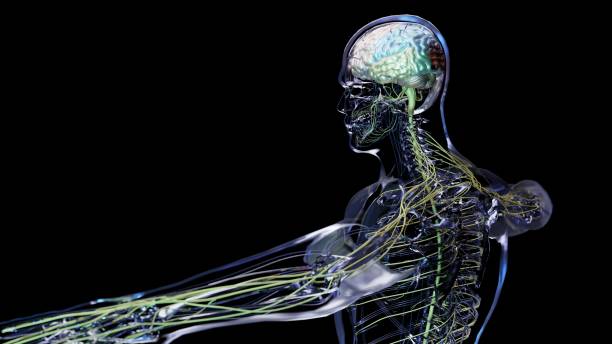 istock Human brain nervous system anatomy, sections are separated by colored spots, medical diagram with parasympathetic and sympathetic nerves. medically accurate, Central organ, 3d render 1444684723