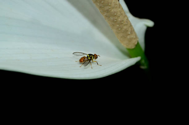 A guava fruit fly lands on a peace lily flower against a dark background