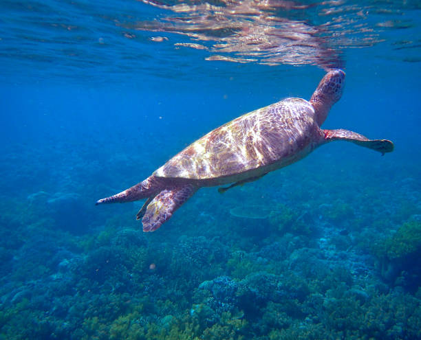 istock green sea turtle (Chelonia mydas) inhaling 1444686685