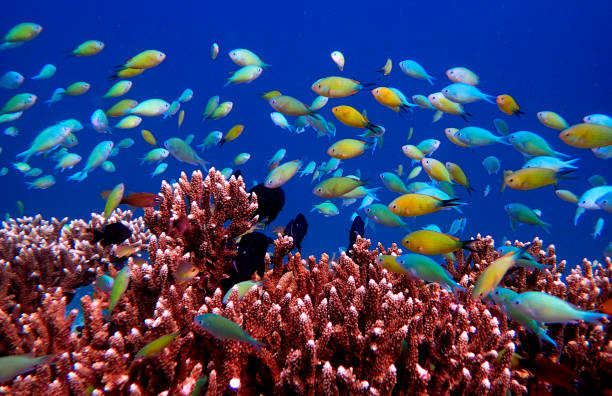 istock colored fishes and acropora coral 1444687313