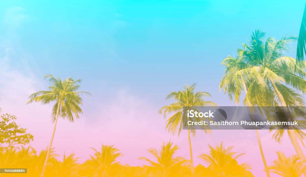 The holiday of Summer  holiday colorful theme with palm trees background as texture frame background Tropical Climate Stock Photo