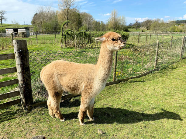 istock A view of a Llama 1444690644