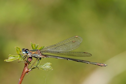 The banded demoiselle (Calopteryx splendens) is a species of damselfly belonging to the family Calopterygidae. It is often found along slow-flowing streams and rivers. It is a Eurasian species occurring from the Atlantic coast eastwards to Lake Baikal and northwestern China.