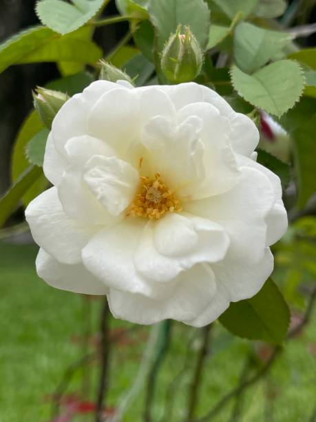 istock Fresh white roses in the garden 1444694926