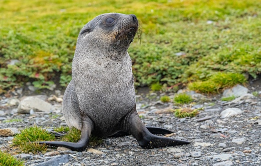 Juvenile Antarctic fur seal (Arctocephalus gazella) in South Georgia Grytviken in its natural environment