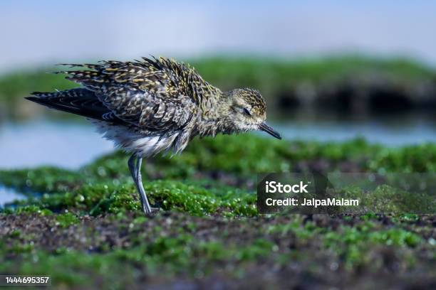 Pacific Golden Plover Standing On Rock Pluvialis Fulva Brown Bird Stock Photo - Download Image Now