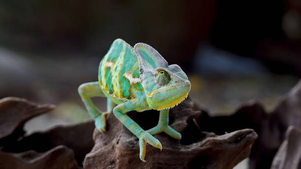 le caméléon voilé (chamaeleo calyptratus) - yemen chameleon photos et images de collection