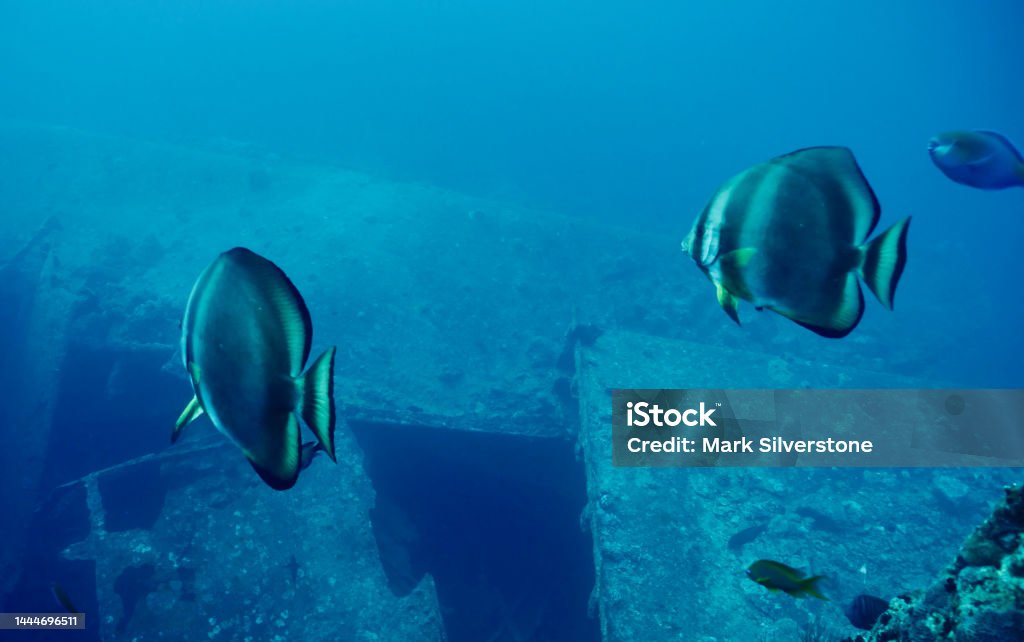 Orbicular Spadefish (Platax orbicularis) Approaching SS Thistlegorm Wreck Oriculuar Spadefish swim toward opening in hull of WW2 wreck of SS Thistlegorm Red Sea Stock Photo