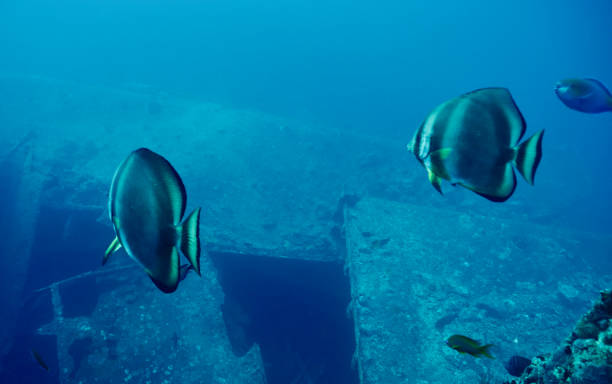 Orbicular Spadefish (Platax orbicularis) Approaching SS Thistlegorm Wreck Oriculuar Spadefish swim toward opening in hull of WW2 wreck of SS Thistlegorm orbicular batfish stock pictures, royalty-free photos & images