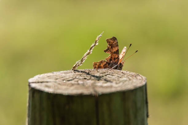 21 june 2018, dans mon jardin, Yutz, Moselle, Lorraine, France. A butterfly (a Comma) resting on a bay leaf, in the sun, in my garden.
