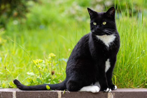 Tuxedo cat sitting in wild garden ii looking left.
