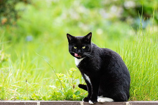 Tuxedo cat sitting in wild garden vi licking lips, eye contact.   May, 2020