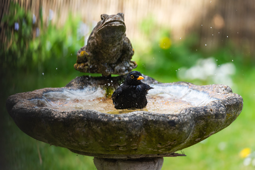 Male blackbird washing in garden birdbath vi May, 2020