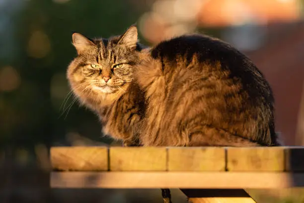Stripy tabby cat on garden podium in late sunshine vi, eye contact  May, 2020