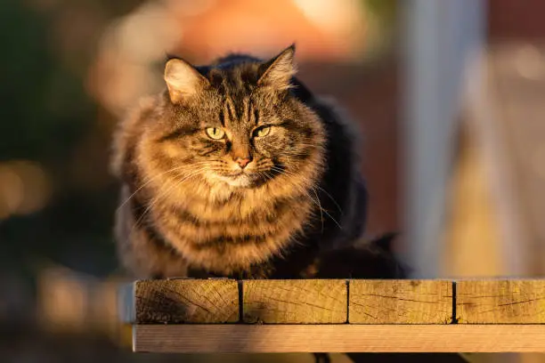 Stripy tabby cat on garden podium in late sunshine ix  May, 2020