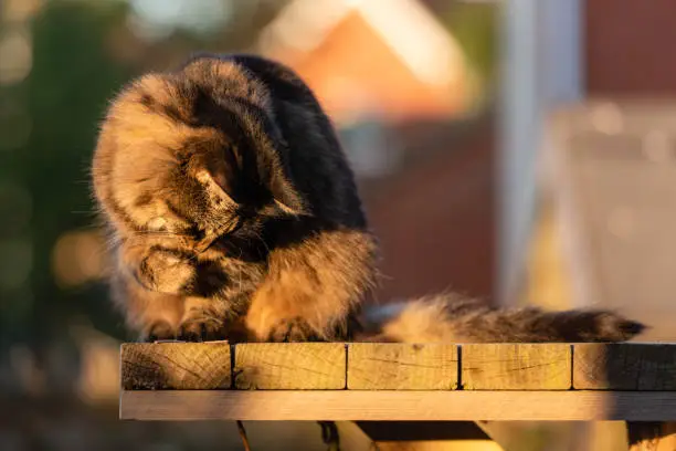 Stripy tabby cat on garden podium in late sunshine vii, playing  May, 2020