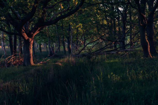 倒木ヒックリングノーフォークのあるシデリットの森 - sidelit ストックフォトと画像