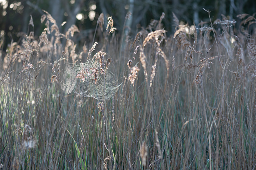 Sunlit cobweb in reeds. Hickling NWT, Norfolk May 2020