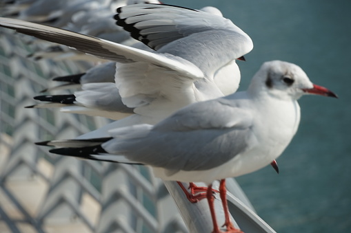 Many seagulls on a fence