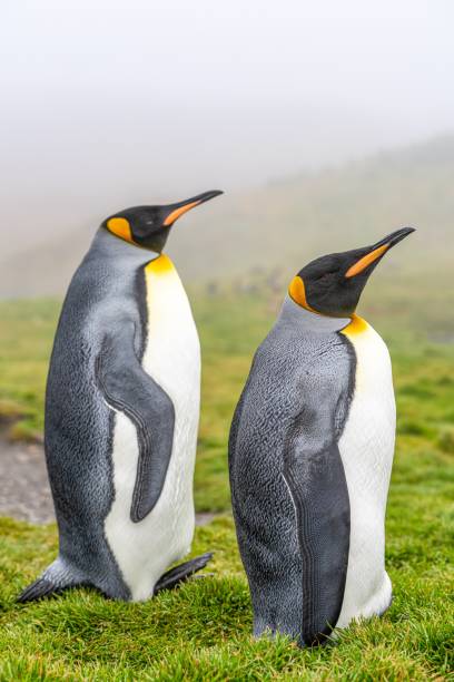 Pair of 2 king penguins (APTENODYTES PATAGONICUS) on South Georgia preen each other's plumage Pair of 2 king penguins (APTENODYTES PATAGONICUS) on South Georgia preen each other's plumage king penguin stock pictures, royalty-free photos & images