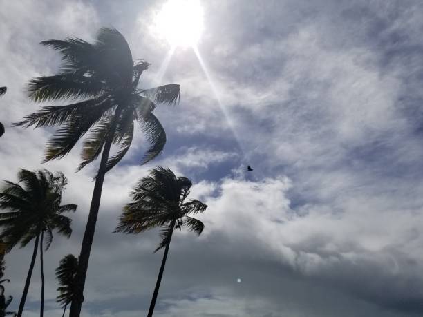 istock Palm trees in the sky 1444701524