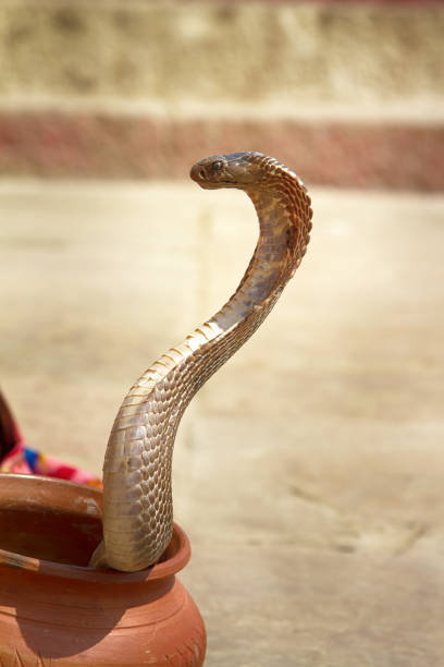 ostatni wąż zaklinacz (bede) z benares - king cobra cobra snake india zdjęcia i obrazy z banku zdjęć