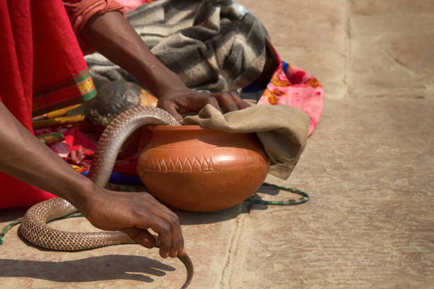 istock Last snake Charmer (Bede) from Benares 1444701782