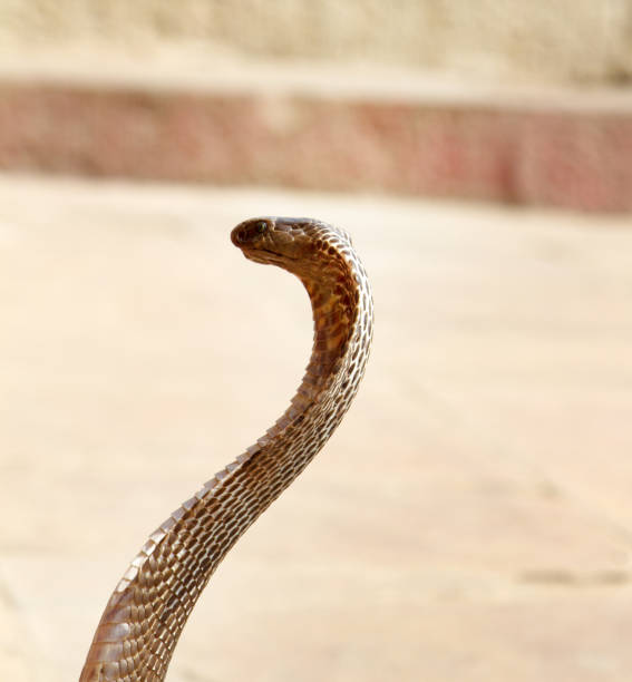 istock Last snake Charmer (Bede) from Benares 1444701866