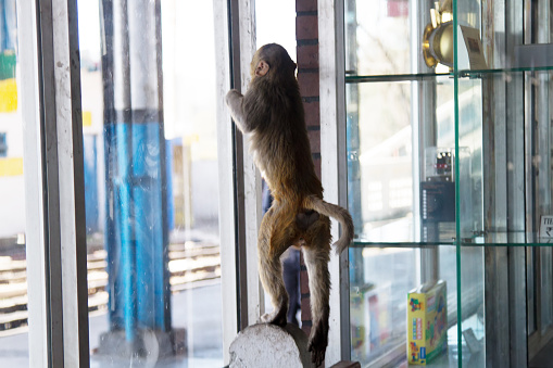 Monkey explores the window space. Animals sometimes can't identify clear glass