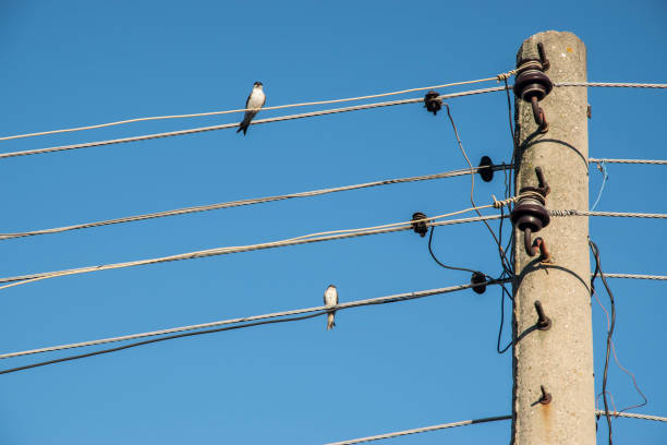 istock Swallows on electric wires 1444702219