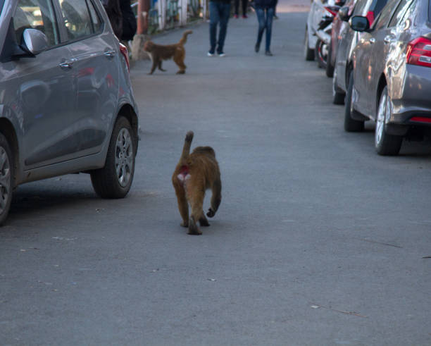 Monkeys feel very free in cities as sacred animals