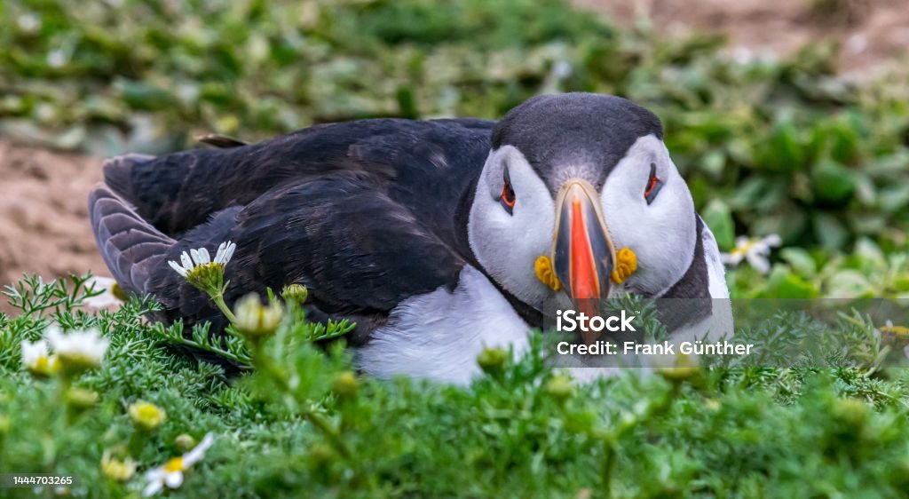 Puffins / Puffins on Skomer Island in Wales UK Animal Stock Photo