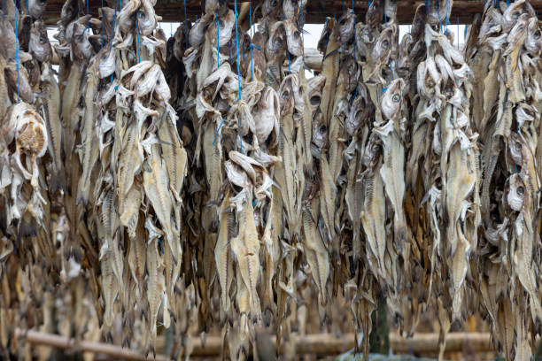 istock fish drying on wooden racks on Reykjanes peninsula 1444703271
