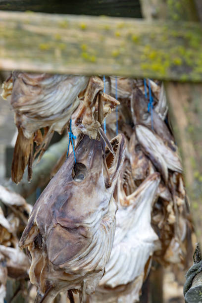 istock fish drying on wooden racks on Reykjanes peninsula 1444703290