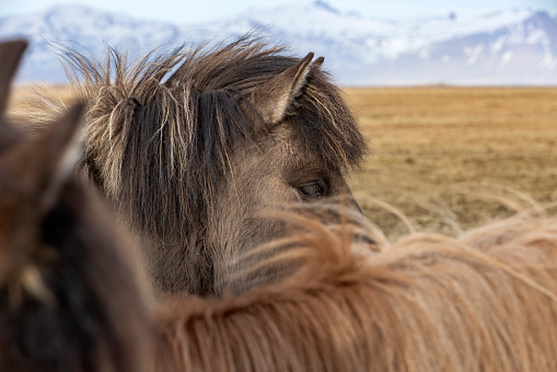 Horse in Iceland. Wild horse. Horse on the Westfjord in Iceland. Composition with wild animals. Travel image. Iceland in winter time.