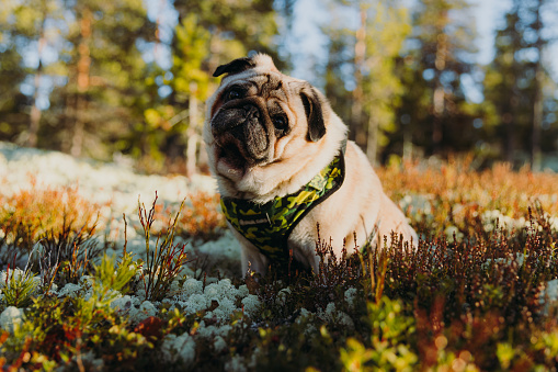 Cute beautiful pug sitting on the colorful meadow contemplating the gold colored bright sunset in the pine forest in Norway