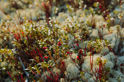 Close-up view of the shiny flora of the mountain tundra in Norway: moss, plants and lichen