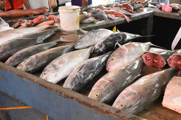 istock fish on Seychelles market 1444705461