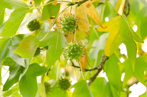 Liquidambar formosana, commonly known as the Taiwanese sweet gum or Formosan gum, is a species of tree in the family Altingiaceae native to East Asia.