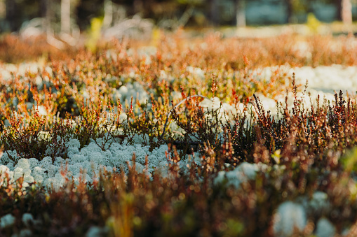 Close-up view of the shiny flora of the mountain tundra in Norway: moss, plants and lichen