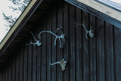 Group of antlers on the outside wall under the roof hanging on the hut in Norwegian forest