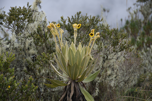 Close up of ocotillo flowers and leaves, Fouquieria splendens.  Colorado Desert (part of Sonoran Desert).  Joshua Tree National Park, California, USA.