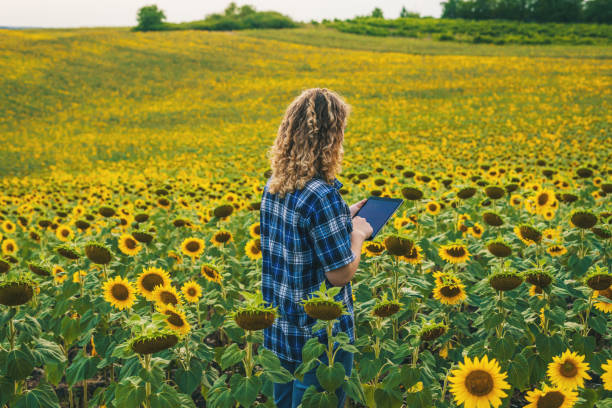 Back view of a farmer using smart tablet in the middle sunflower field. Concept : Smart farmer. Using technology wireless device to study or research about agriculture. stock photo
