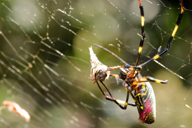 istock golden silk spider (Jorogumo, Trichonephila clavata) spider that catches a Western honey bee and wraps it around with a thread. Close up macro photography. 1444708058