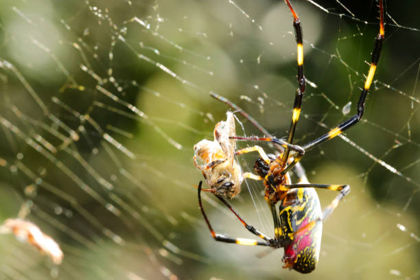 istock golden silk spider (Jorogumo, Trichonephila clavata) spider that catches a Western honey bee and wraps it around with a thread. Close up macro photography. 1444708060